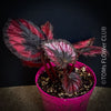 Begonia Rex Inca Night, with red-black leaf foliage, tropical begonia plants for sale at TOMs FLOWer CLUB