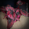 Begonia Rex Inca Night, with red-black leaf foliage, tropical begonia plants for sale at TOMs FLOWer CLUB