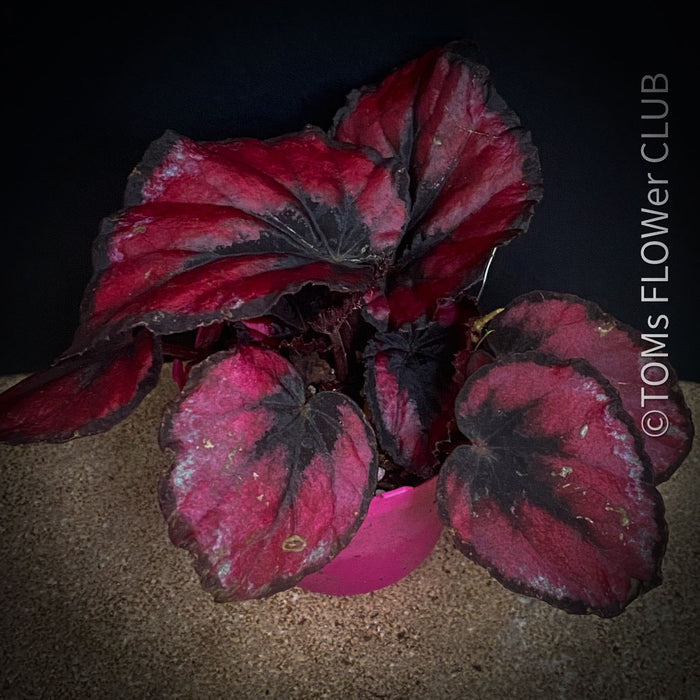 Begonia Rex Inca Night, with red-black leaf foliage, tropical begonia plants for sale at TOMs FLOWer CLUB