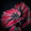 Begonia Rex Inca Night, with red-black leaf foliage, tropical begonia plants for sale at TOMs FLOWer CLUB