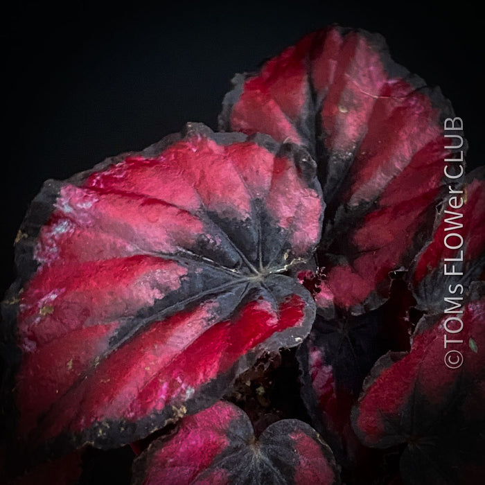 Begonia Rex Inca Night, with red-black leaf foliage, tropical begonia plants for sale at TOMs FLOWer CLUB