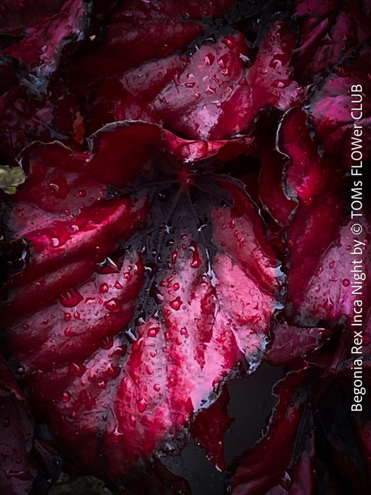 Begonia Rex Inca Night, with red-black leaf foliage, tropical begonia plants for sale at TOMs FLOWer CLUB