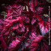 Begonia Rex Inca Night, with red-black leaf foliage, tropical begonia plants for sale at TOMs FLOWer CLUB