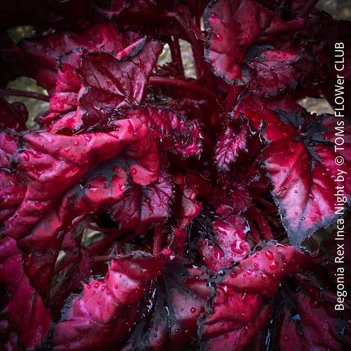 Begonia Rex Inca Night, with red-black leaf foliage, tropical begonia plants for sale at TOMs FLOWer CLUB