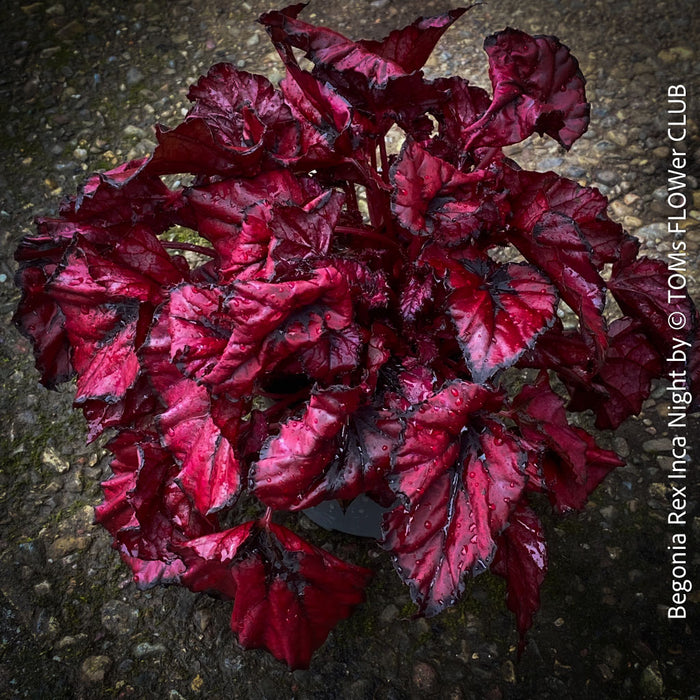 Begonia Rex Inca Night, with red-black leaf foliage, tropical begonia plants for sale at TOMs FLOWer CLUB