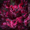 Begonia Rex Inca Night, with red-black leaf foliage, tropical begonia plants for sale at TOMs FLOWer CLUB