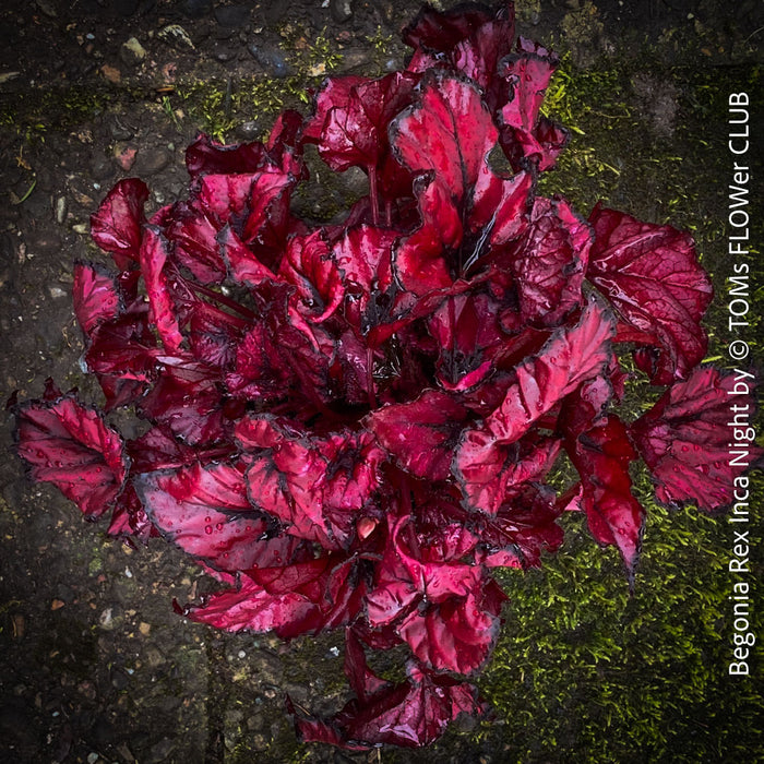 Begonia Rex Inca Night, with red-black leaf foliage, tropical begonia plants for sale at TOMs FLOWer CLUB