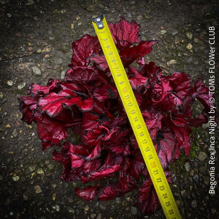 Begonia Rex Inca Night, with red-black leaf foliage, tropical begonia plants for sale at TOMs FLOWer CLUB