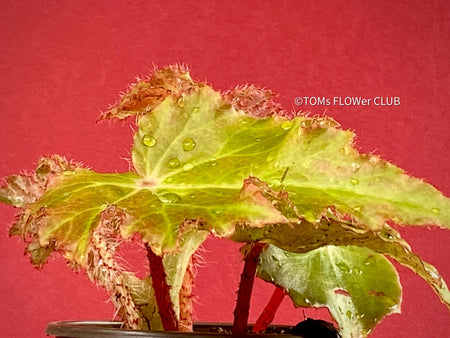 Begonia Ricinifolia Immense, Härchenbegonia, organically grown tropical plants for sale at TOMs FLOWer CLUB.