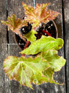 Begonia Ricinifolia Immense, Härchenbegonia, organically grown tropical plants for sale at TOMs FLOWer CLUB.