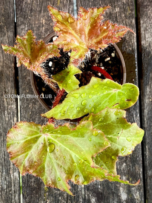 Begonia Ricinifolia Immense, Härchenbegonia, organically grown tropical plants for sale at TOMs FLOWer CLUB.