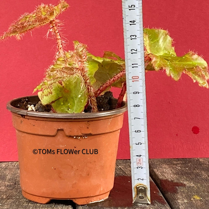 Begonia Ricinifolia Immense, Härchenbegonia, organically grown tropical plants for sale at TOMs FLOWer CLUB.