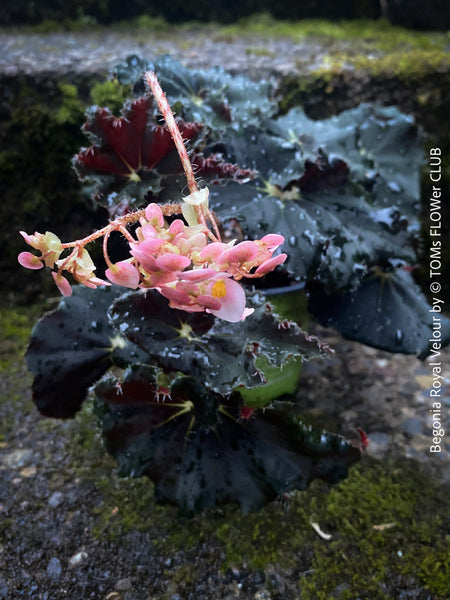 Begonia Royal Velour, Begonia Black Mamba, organically grown tropical plants for sale at TOMs FLOWer CLUB.