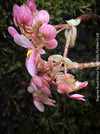 Begonia Royal Velour, Begonia Black Mamba, organically grown tropical plants for sale at TOMs FLOWer CLUB.