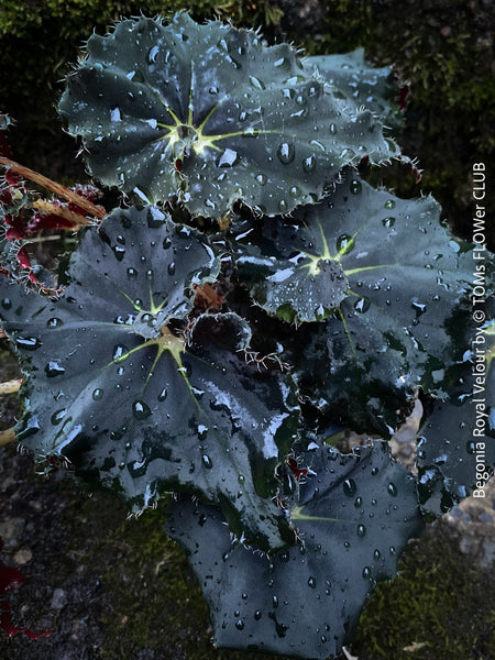 Begonia Royal Velour, Begonia Black Mamba, organically grown tropical plants for sale at TOMs FLOWer CLUB.