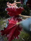 Begonia Royal Velour, Begonia Black Mamba, organically grown tropical plants for sale at TOMs FLOWer CLUB.