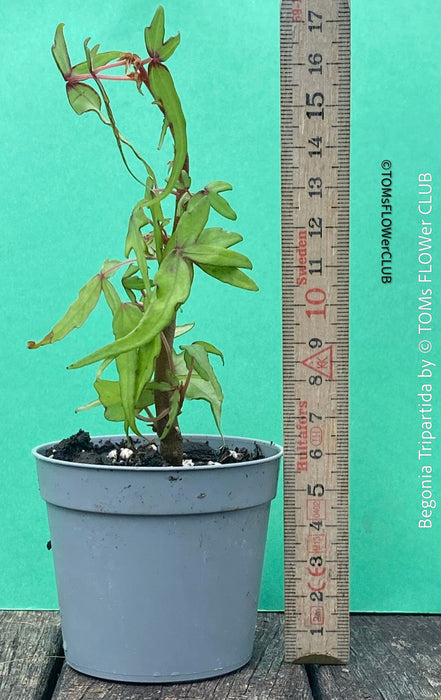 Begonia tripartida, bonsai begonia, Dreiteilige Begonie, Three-Part Begonia, Dreilappige Begonie for sale at TOMs FLOWer CLUB, organically grown.