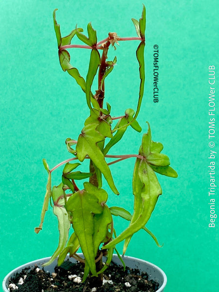 Begonia tripartida, bonsai begonia, Dreiteilige Begonie, Three-Part Begonia, Dreilappige Begonie for sale at TOMs FLOWer CLUB, organically grown.