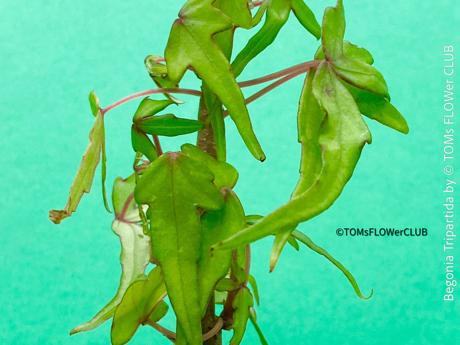 Begonia tripartida, bonsai begonia, Dreiteilige Begonie, Three-Part Begonia, Dreilappige Begonie for sale at TOMs FLOWer CLUB, organically grown.