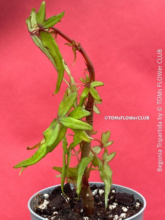 Begonia tripartida, bonsai begonia, Dreiteilige Begonie, Three-Part Begonia, Dreilappige Begonie for sale at TOMs FLOWer CLUB, organically grown.