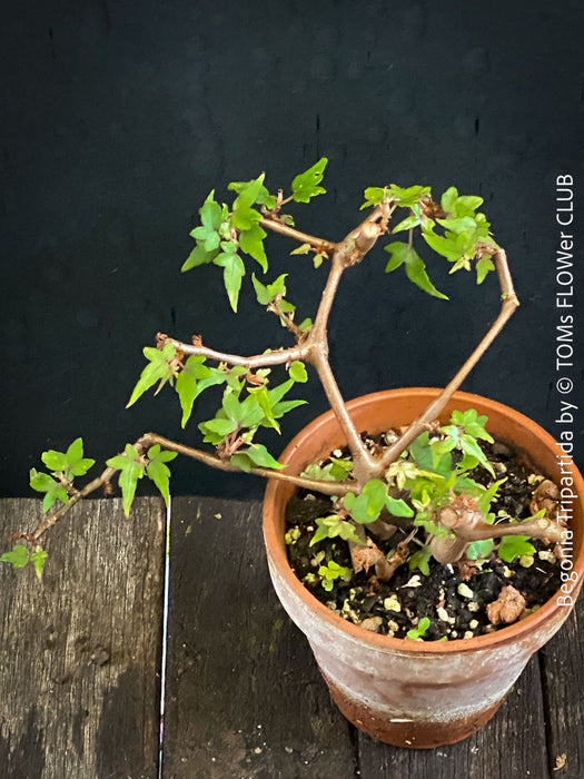 Begonia tripartida, bonsai begonia, Dreiteilige Begonie, Three-Part Begonia, Dreilappige Begonie for sale at TOMs FLOWer CLUB, organically grown.