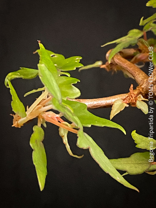 Begonia tripartida, bonsai begonia, Dreiteilige Begonie, Three-Part Begonia, Dreilappige Begonie for sale at TOMs FLOWer CLUB, organically grown.