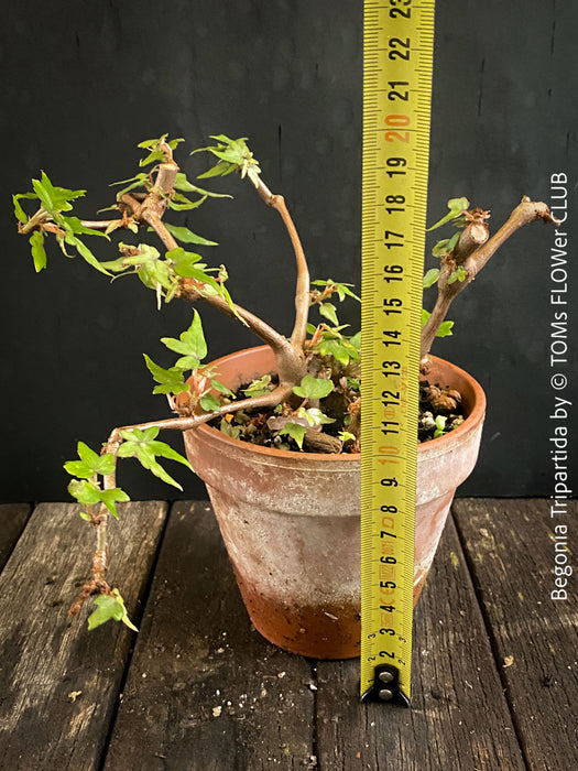 Begonia tripartida, bonsai begonia, Dreiteilige Begonie, Three-Part Begonia, Dreilappige Begonie for sale at TOMs FLOWer CLUB, organically grown.