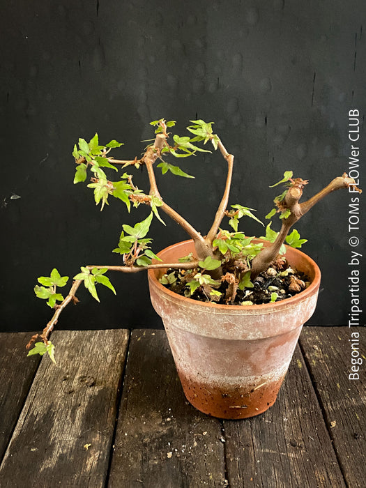 Begonia tripartida, bonsai begonia, Dreiteilige Begonie, Three-Part Begonia, Dreilappige Begonie for sale at TOMs FLOWer CLUB, organically grown.