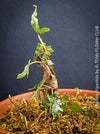 Begonia tripartida, bonsai begonia, Dreiteilige Begonie, Three-Part Begonia, Dreilappige Begonie for sale at TOMs FLOWer CLUB, organically grown.