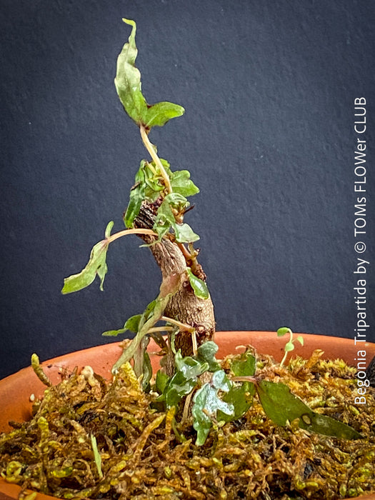 Begonia tripartida, bonsai begonia, Dreiteilige Begonie, Three-Part Begonia, Dreilappige Begonie for sale at TOMs FLOWer CLUB, organically grown.