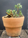 Begonia tripartida, bonsai begonia, Dreiteilige Begonie, Three-Part Begonia, Dreilappige Begonie for sale at TOMs FLOWer CLUB, organically grown.