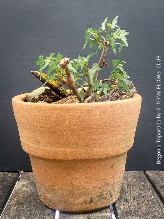 Begonia tripartida, bonsai begonia, Dreiteilige Begonie, Three-Part Begonia, Dreilappige Begonie for sale at TOMs FLOWer CLUB, organically grown.