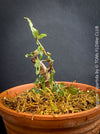 Begonia tripartida, bonsai begonia, Dreiteilige Begonie, Three-Part Begonia, Dreilappige Begonie for sale at TOMs FLOWer CLUB, organically grown.
