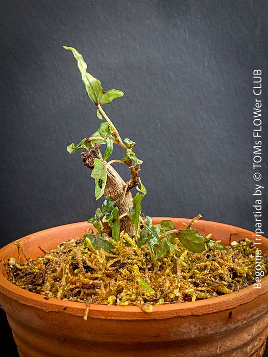 Begonia tripartida, bonsai begonia, Dreiteilige Begonie, Three-Part Begonia, Dreilappige Begonie for sale at TOMs FLOWer CLUB, organically grown.