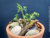 Begonia tripartida, bonsai begonia, Dreiteilige Begonie, Three-Part Begonia, Dreilappige Begonie for sale at TOMs FLOWer CLUB, organically grown.