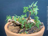 Begonia tripartida, bonsai begonia, Dreiteilige Begonie, Three-Part Begonia, Dreilappige Begonie for sale at TOMs FLOWer CLUB, organically grown.
