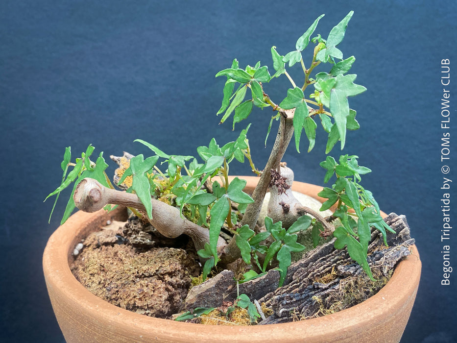 Begonia tripartida, bonsai begonia, Dreiteilige Begonie, Three-Part Begonia, Dreilappige Begonie for sale at TOMs FLOWer CLUB, organically grown.