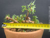 Begonia tripartida, bonsai begonia, Dreiteilige Begonie, Three-Part Begonia, Dreilappige Begonie for sale at TOMs FLOWer CLUB, organically grown.