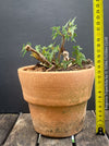 Begonia tripartida, bonsai begonia, Dreiteilige Begonie, Three-Part Begonia, Dreilappige Begonie for sale at TOMs FLOWer CLUB, organically grown.