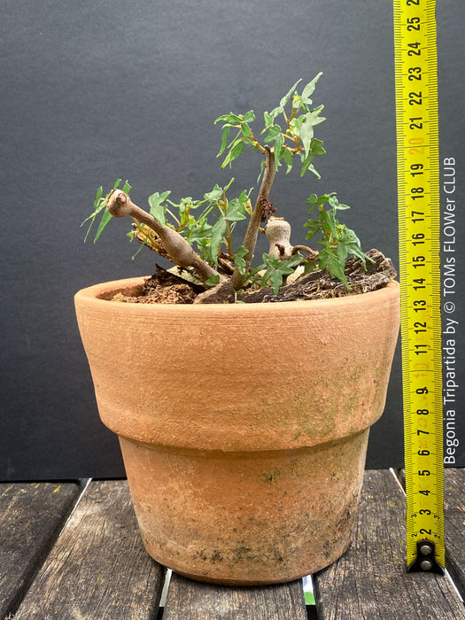 Begonia tripartida, bonsai begonia, Dreiteilige Begonie, Three-Part Begonia, Dreilappige Begonie for sale at TOMs FLOWer CLUB, organically grown.