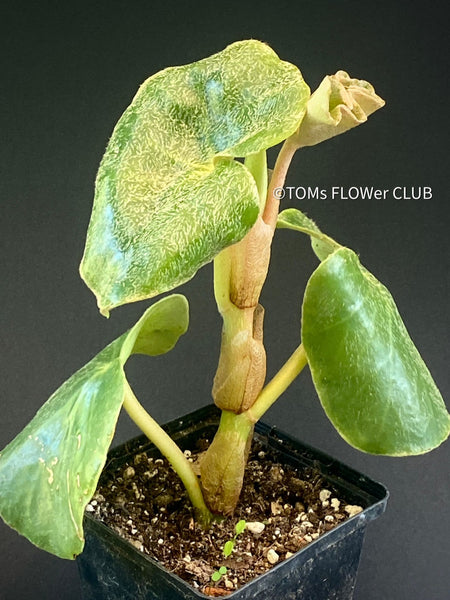 Begonia Venosa, organically grown tropical plants for sale at TOMs FLOWer CLUB.