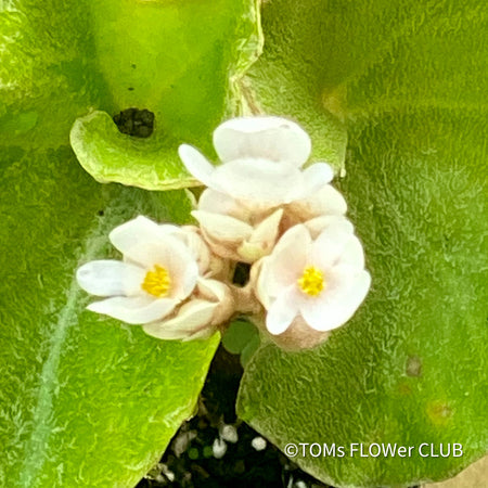 Begonia Venosa for Sale Exotic Begonia Plant Unique Begonia Varieties Collector's Begonia Species Rare and Unusual Plants TOMs FLOWer CLUB Exclusive Exquisite Floral Selection Exotic Plant Collection Online Plant Shopping Rare Plant Finds Exotic Plant Treasures Begonia Care Tips Beautiful Indoor Plants Leafy Houseplants Unique Foliage Patterns Begonia Plant Decor Indoor Plant Enthusiasts Stylish Plant Décor Indoor Plant Variety Leafy Green Beauty