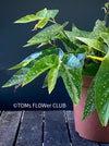 Begonia Maculata Albopicta Polka Dot Begonia Houseplant Rhizomatous Begonia Angel Wing Begonia Foliage Plant Indoor Plant Plant Care White Polka Dots Silver Spots, TOMs FLOWer CLUB