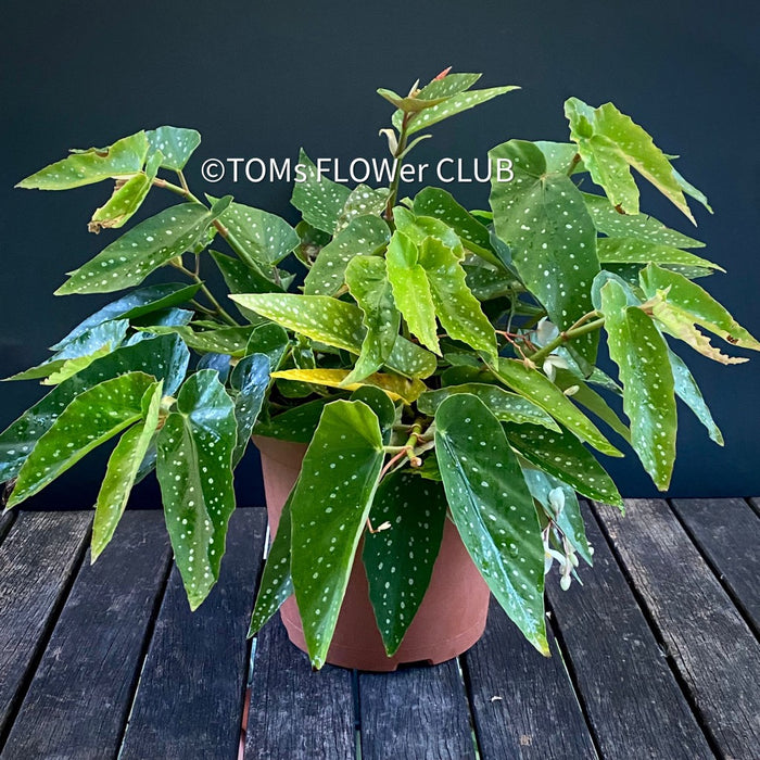 Begonia Maculata Albopicta Polka Dot Begonia Houseplant Rhizomatous Begonia Angel Wing Begonia Foliage Plant Indoor Plant Plant Care White Polka Dots Silver Spots, TOMs FLOWer CLUB