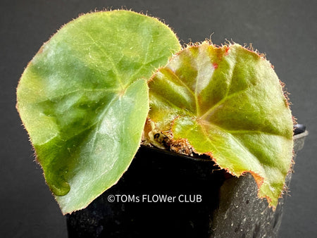Begonia Erythrophylla - Beefsteak Begonia, organically grown tropical plants for sale at TOMs FLOWer CLUB.