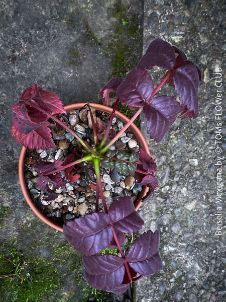 Beiselia Mexicana, organically grown low maintenance succulent plants for sale at TOMs FLOWer CLUB.