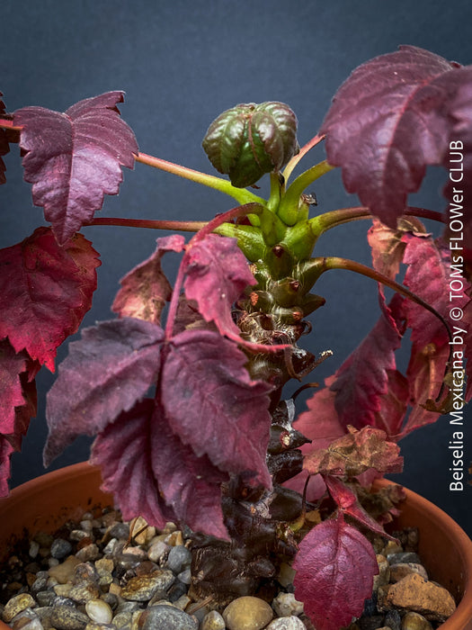 Beiselia Mexicana, organically grown low maintenance succulent plants for sale at TOMs FLOWer CLUB.