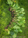 Bergenia crassifolia, evergreen, low maintenance, hardy Perennial with Bold rose Foliage, Elephant’s Ears, Siberian Tea Plant, organically grown outdoor garden plants for sale at TOMs FLOWer CLUB