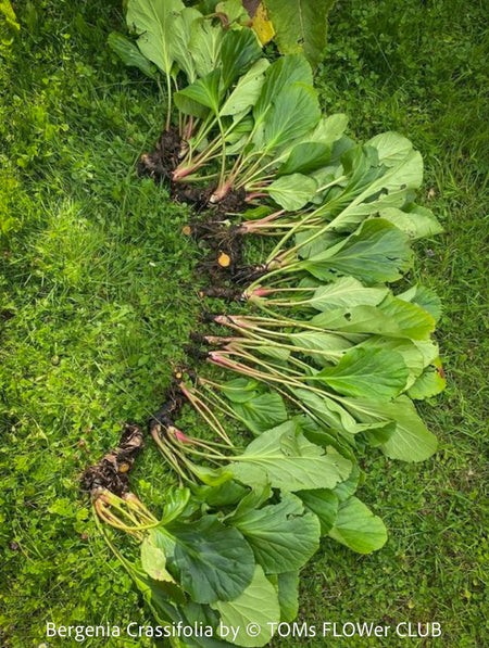 Bergenia crassifolia, evergreen, low maintenance, hardy Perennial with Bold rose Foliage, Elephant’s Ears, Siberian Tea Plant, organically grown outdoor garden plants for sale at TOMs FLOWer CLUB