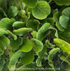 Bergenia crassifolia, evergreen, low maintenance, hardy Perennial with Bold rose Foliage, Elephant’s Ears, Siberian Tea Plant, organically grown outdoor garden plants for sale at TOMs FLOWer CLUB